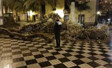 Cae la rama de un árbol en la plaza Hurtado de Mendoza