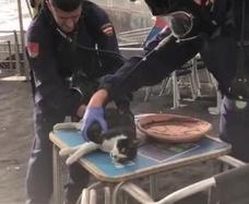 Policías reaniman a un gato asfixiado en La Palma