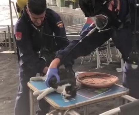 Policías reaniman a un gato asfixiado en La Palma