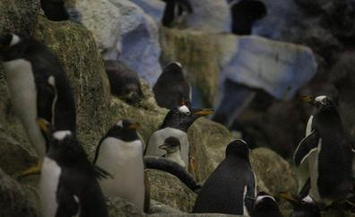 Loro Parque saluda 2022 con 13 crías de pingüino nacidas en sus instalaciones