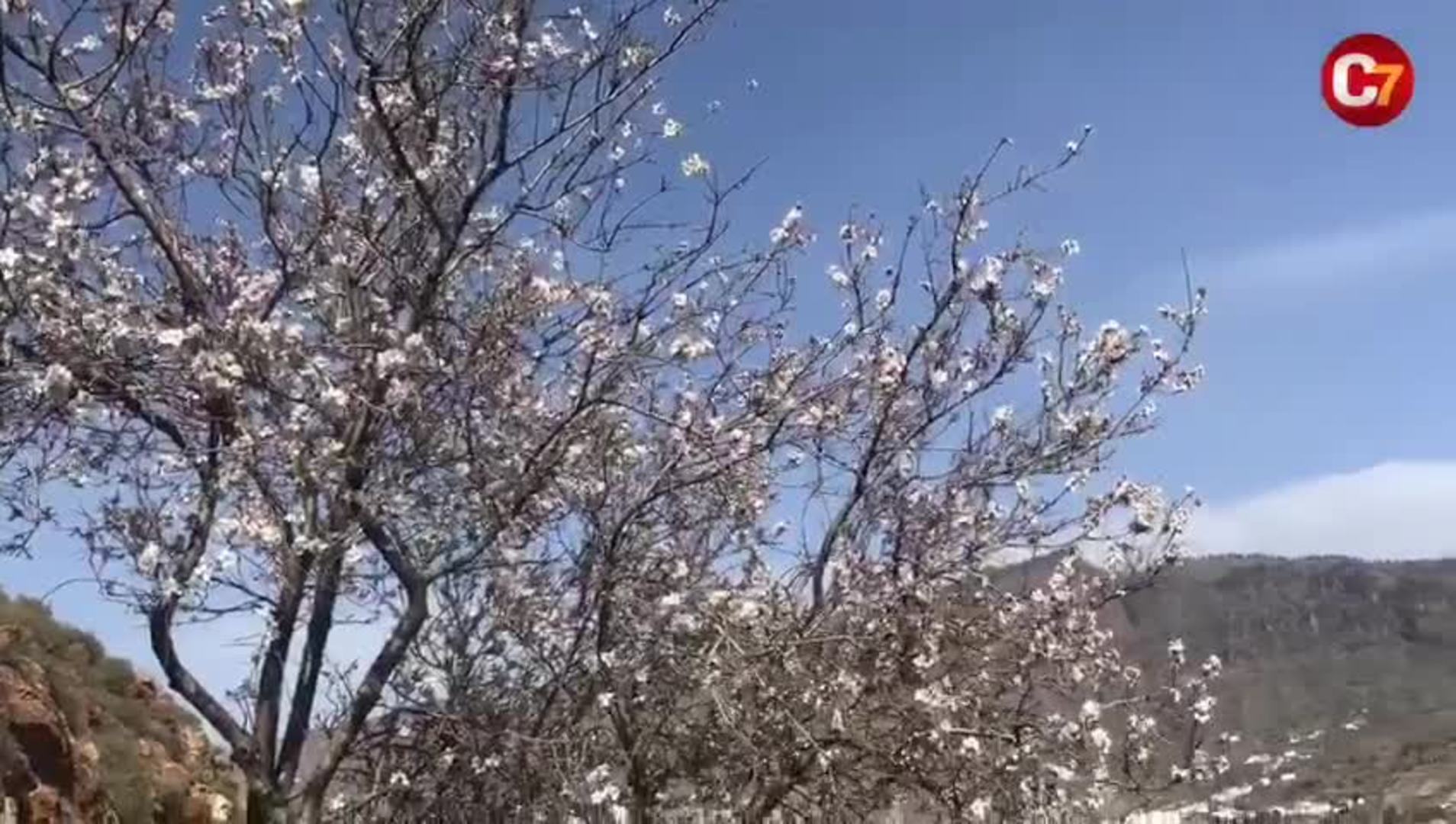 El almendro en flor en la cumbre de Gran Canaria