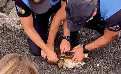 Rescatada una tortuga herida con síntomas de desnutrición en Arrecife