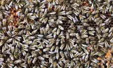 Canarias destina 539.000 euros a ayudas para producir miel con abeja negra