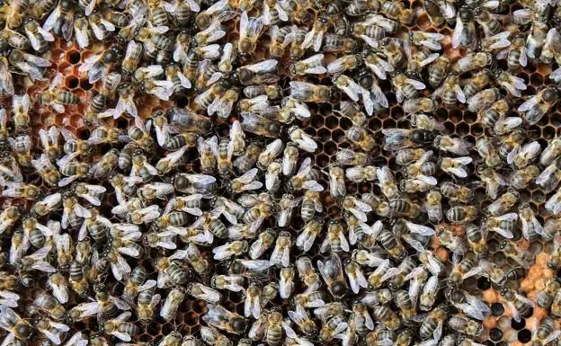 Canarias destina 539.000 euros a ayudas para producir miel con abeja negra