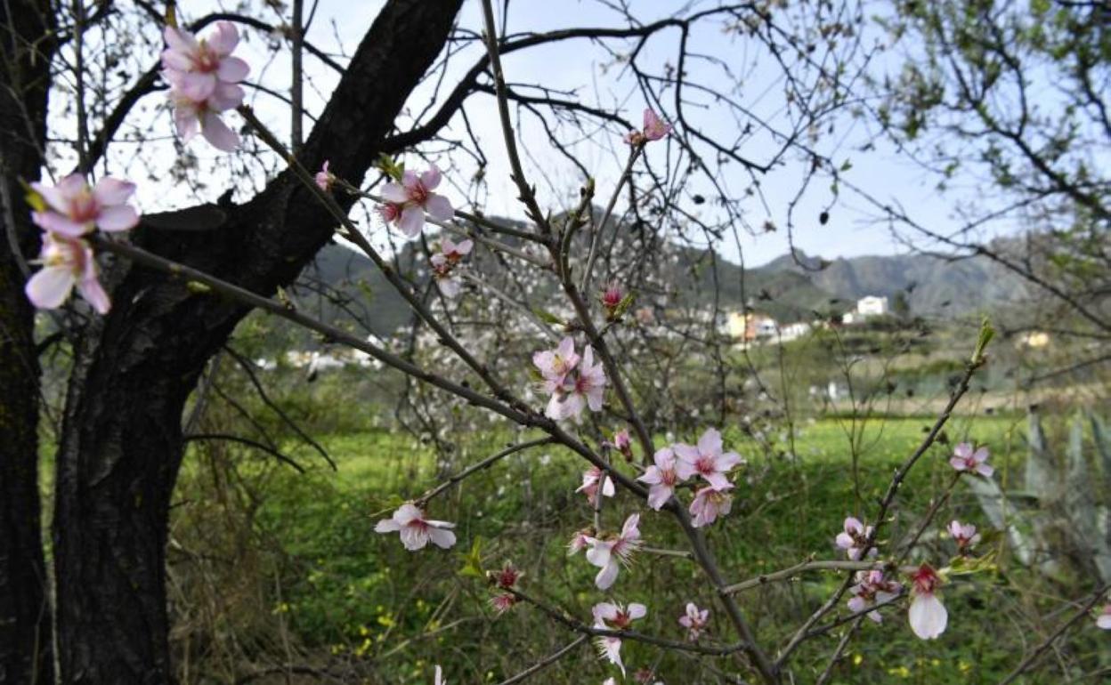 La floración de los almendros invita a visitar la Cumbre a pesar de la  covid | Canarias7