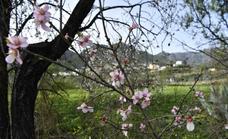 La floración de los almendros invita a visitar la Cumbre a pesar de la covid