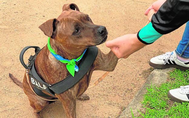 Descenso progresivo en el número de perros abandonados