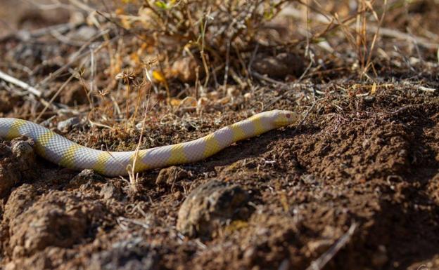 Capturan 2.648 culebras californianas en 2021 en Gran Canaria, récord anual