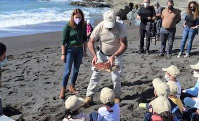 Tres tortugas boba recuperan la libertad en la playa de Ajuy