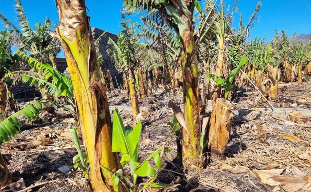 Piden al Gobierno canario medidas de control sobre ayudas a empresas agrarias