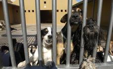 El PP denuncia el incumplimiento del Cabildo del pacto de bienestar animal