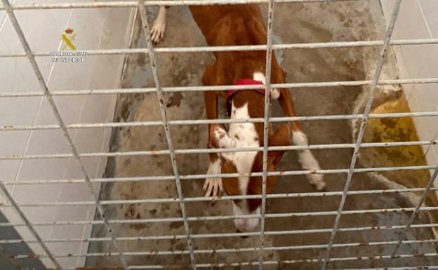 Ademal detecta 20 puntos negros de maltrato animal, la mayoría en Haría