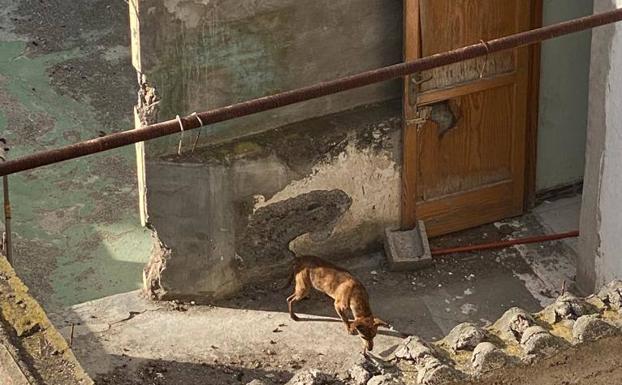 Denunciado por apalear a sus perritos en Arucas