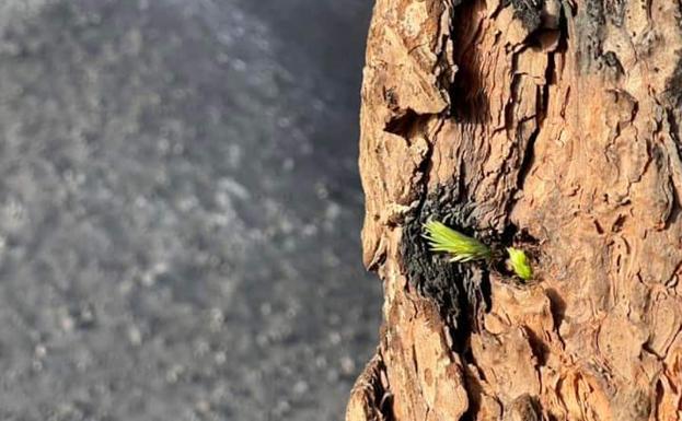 El pino canario rebrota entre las cenizas del Cumbre Vieja