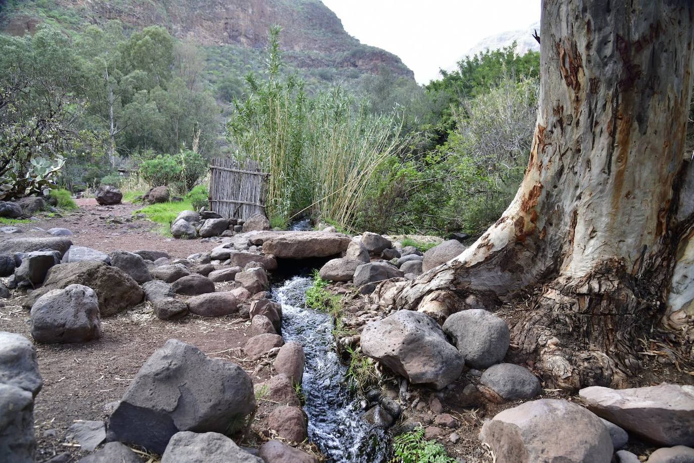 Los almendros pintan las medianías grancanaria pese a la calima