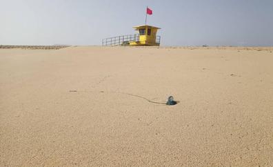 Alertan de la llegada masiva de aguavivas a las playas de Corralejo