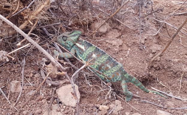 Localizan 66 ejemplares del camaleón de Yemen en Gran Canaria desde 2017