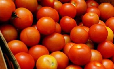 Convocan ayudas por 5,5 millones para los productores de tomate de invierno