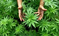 El debate sobre el cannabis medicinal arranca con incertidumbre entre los pacientes