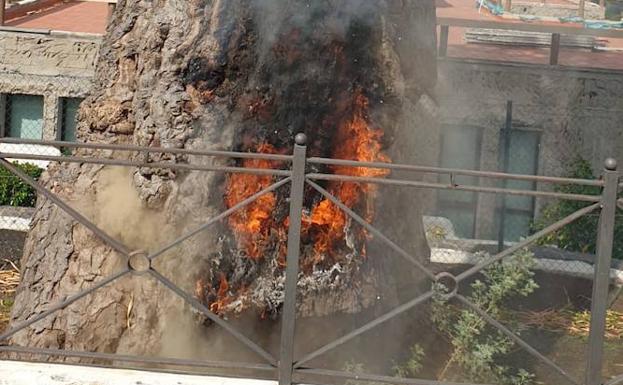 Queman un icónico drago de Icod de Los Vinos, en Tenerife