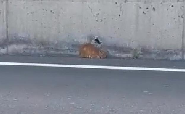 Salvan a un gato atrapado en la GC-1