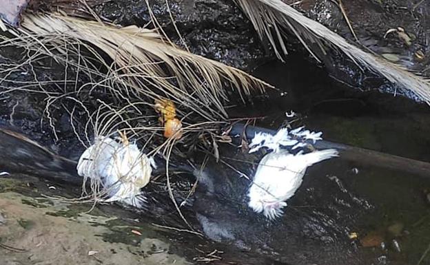 Aparecen aves descabezadas en el barranco del Parque de Anaga