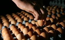 Europa avisa de un macrobrote de salmonela con origen en huevos españoles