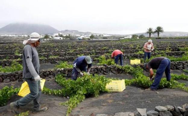 Los viticultores podrán optar a las ayudas del Cabildo en abril