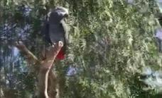 La Guardia Civil entrega un loro gris de cola roja al centro de rescate de animales exóticos