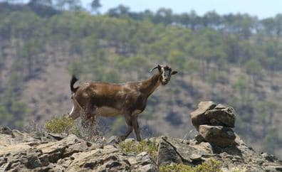 El censo de cabras asilvestradas baja al 42% del que tenía Guguy hace 4 años