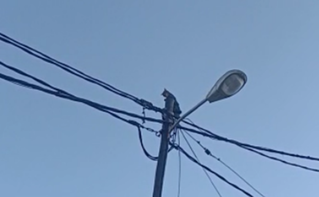 Rescate de un gato en la capital grancanaria