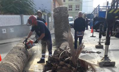 El informe técnico revela que la cogolla de la palmera talada en Sardina estaba a punto de caer