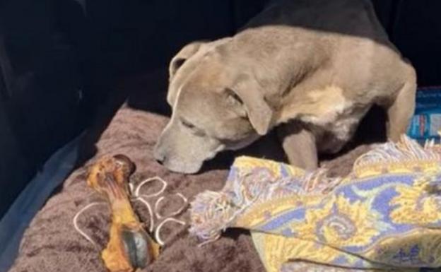 Una perra desaparecida se reúne con sus dueños 12 años después