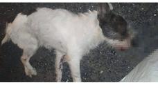 Se busca a quién lanzó a un perro desde un coche en marcha en Lomo Blanco