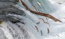Un estudio revela por qué el salmón salvaje pierde peso