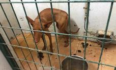 CC denuncia supuesto maltrato animal en la perrera de Puerto del Rosario