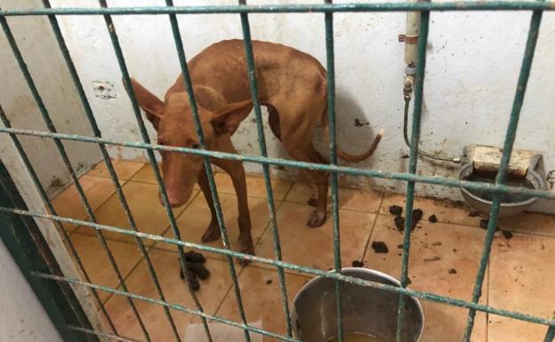 CC denuncia supuesto maltrato animal en la perrera de Puerto del Rosario