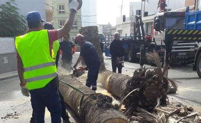 Vecinos de Sardina creen que la tala de la palmera pudo evitarse