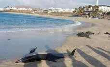 Muere en la orilla un cetáceo varado en playa Dorada