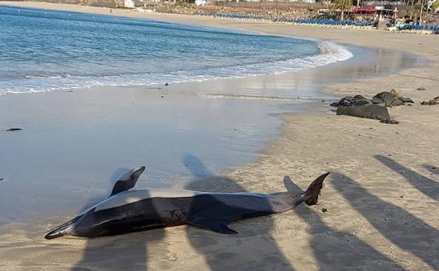 Muere en la orilla un cetáceo varado en playa Dorada
