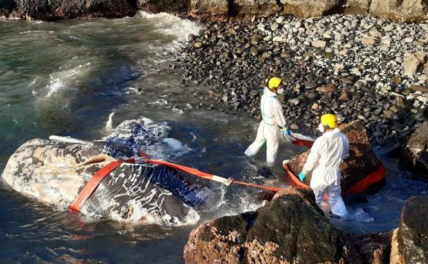 Aparece un cachalote muerto en la costa de Arona