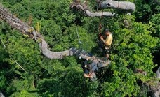 Micrófonos e inteligencia artificial contra la tala ilegal de árboles en Europa