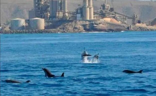 Un equipo de la ULPGC evidencia la muerte de delfines por las biotoxinas