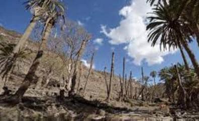 Tajalague invita a una ruta por los santuarios de la palmera canaria en Betancuria y Ajuy