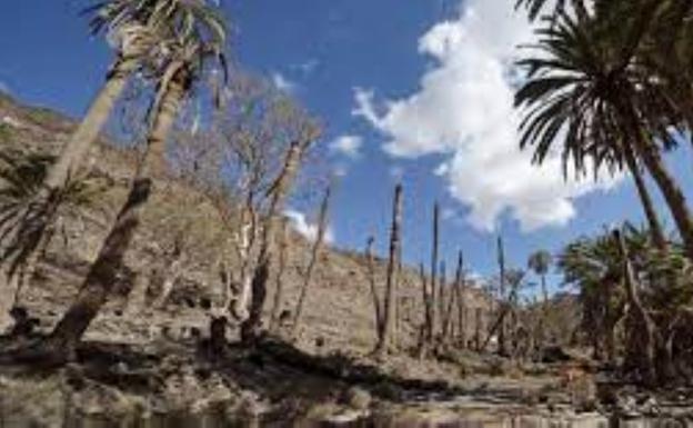 Tajalague invita a una ruta por los santuarios de la palmera canaria en Betancuria y Ajuy