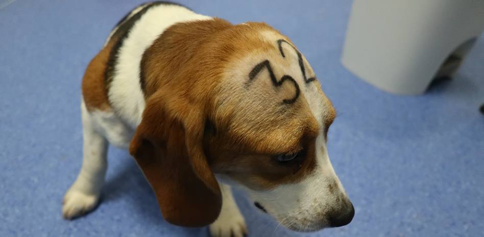 Sacrificarán a 38 cachorros beagles para experimentar con un fármaco