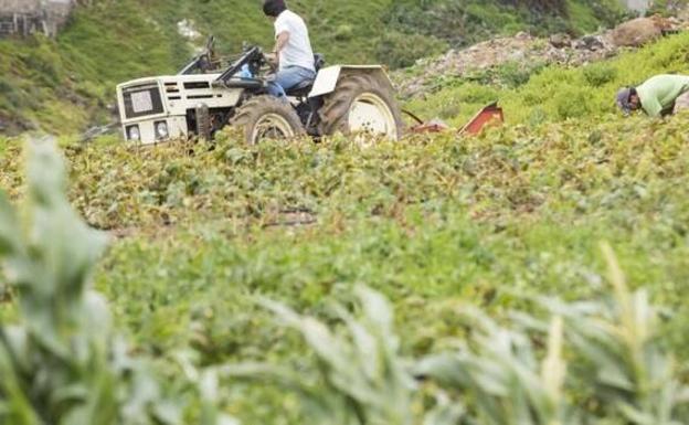 La inflación de los cereales que exporta Ucrania ya afecta al campo canario