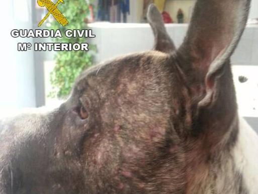 La mayoría de los procesados por la red de peleas de perros llega a acuerdo