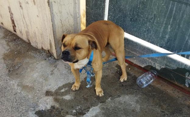 El CETA de Ingenio cierra al verse desbordado de animales