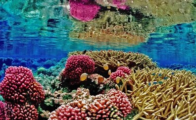 Los arrecifes de coral «hierven vivos» bajo el mar